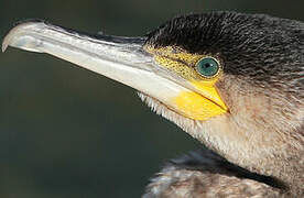 Great Cormorant