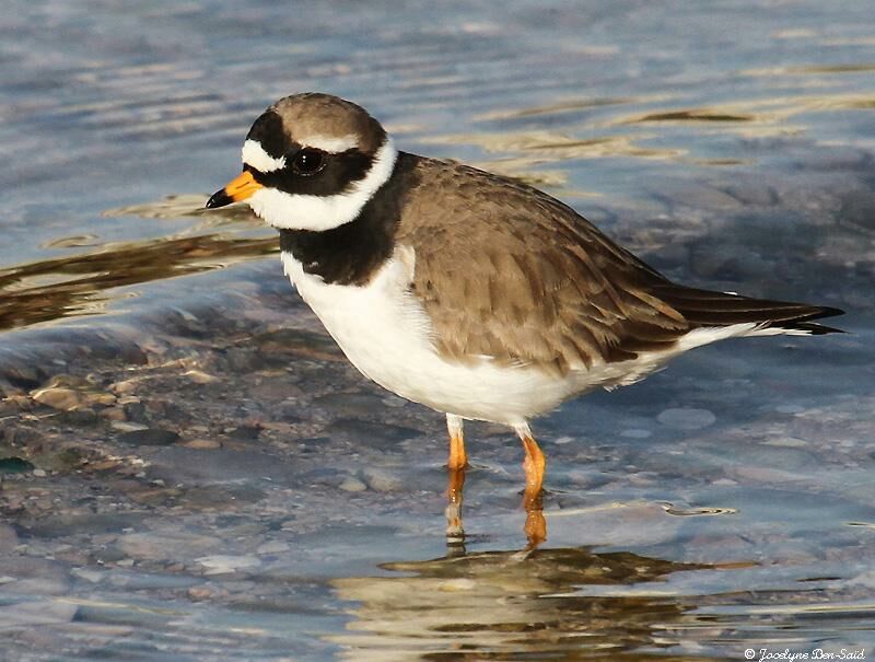 Common Ringed Ploveradult breeding