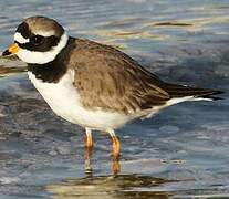 Common Ringed Plover