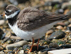 Common Ringed Plover