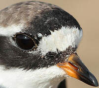 Common Ringed Plover