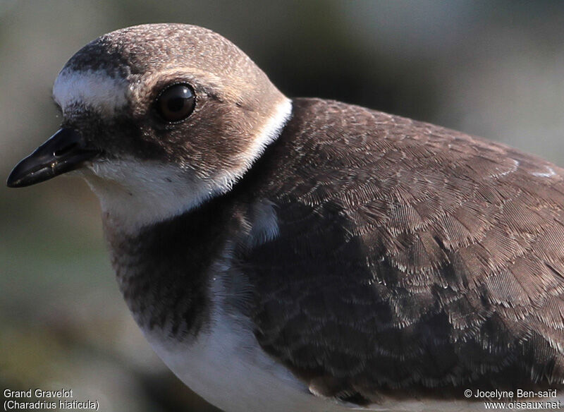 Common Ringed Plover