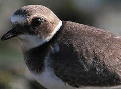 Common Ringed Plover