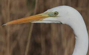 Grande Aigrette