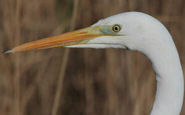 Grande Aigrette