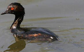 Black-necked Grebe