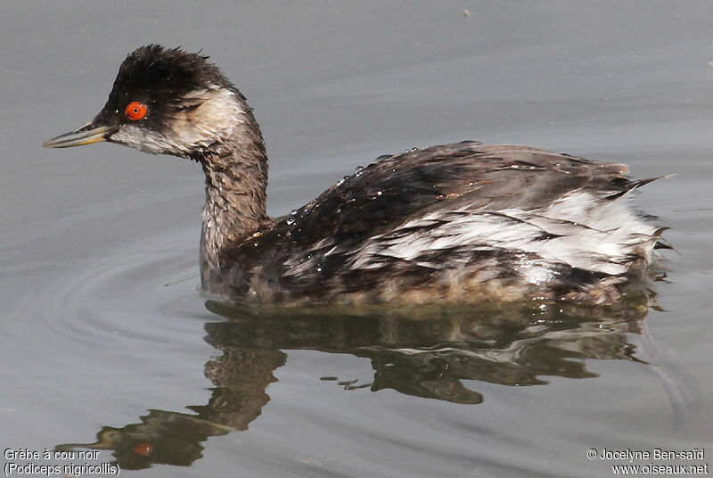 Black-necked Grebe