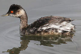 Black-necked Grebe