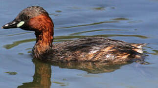 Little Grebe