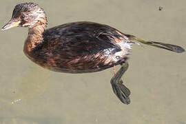 Little Grebe