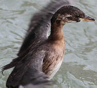 Little Grebe