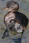 Little Grebe