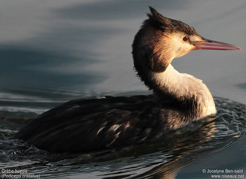 Great Crested Grebe