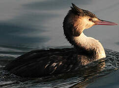 Great Crested Grebe