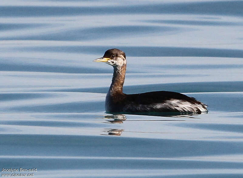 Grèbe jougris1ère année, identification