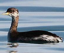 Red-necked Grebe