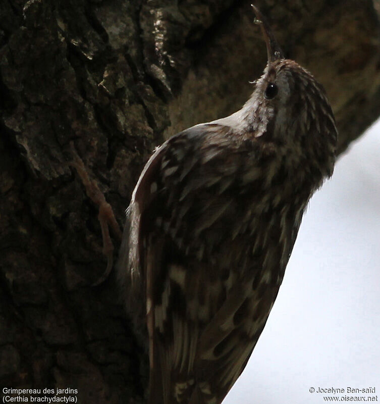 Short-toed Treecreeper