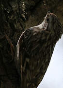 Short-toed Treecreeper