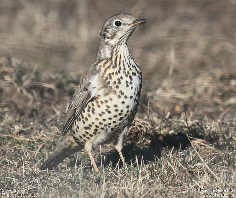 Mistle Thrush