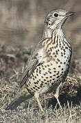 Mistle Thrush