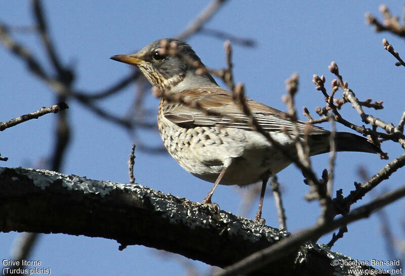 Fieldfare