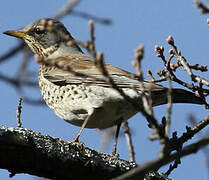 Fieldfare