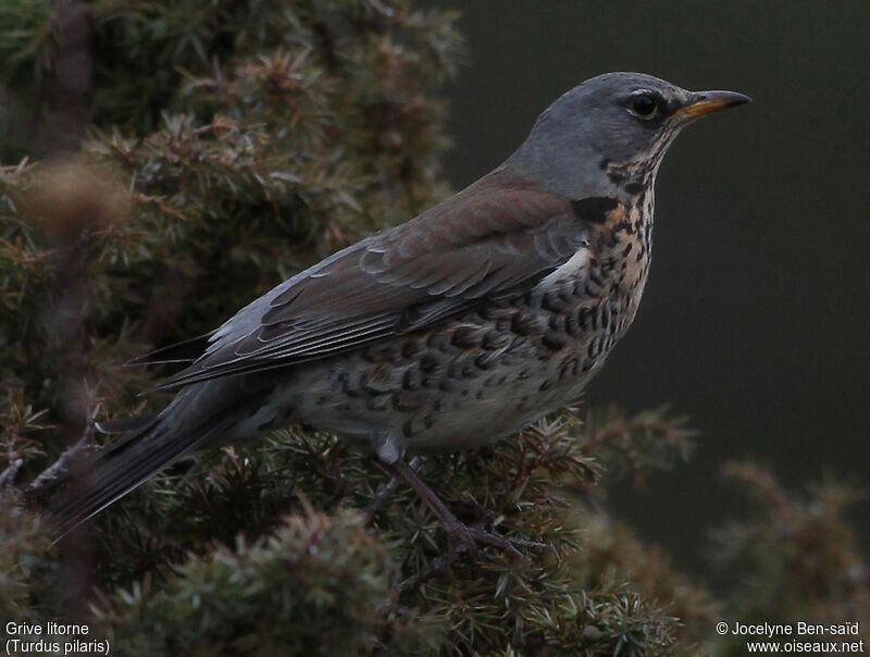 Fieldfare