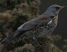 Fieldfare