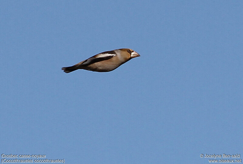 Hawfinch