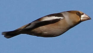 Hawfinch