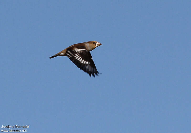 Hawfinch male adult, pigmentation, Flight