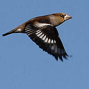 Hawfinch