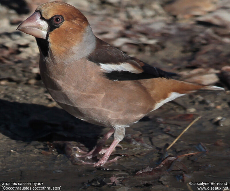 Hawfinch male