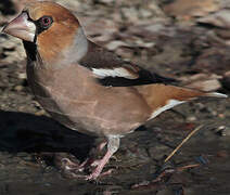 Hawfinch