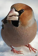 Hawfinch