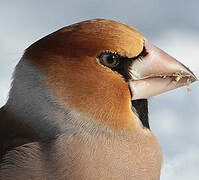 Hawfinch