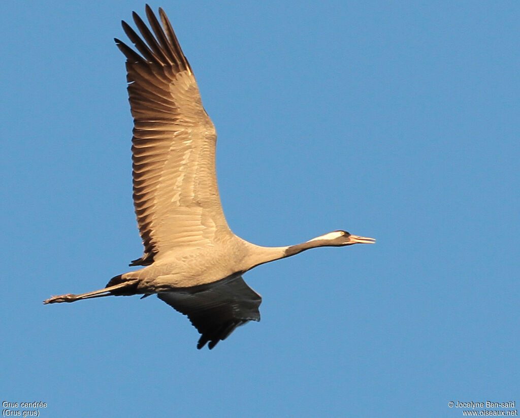 Common Crane