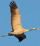 Common Crane