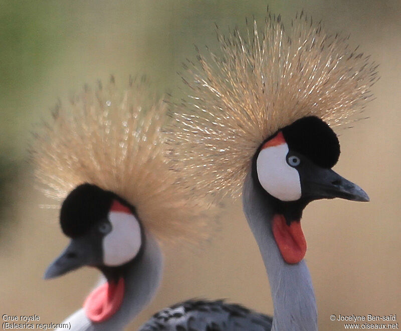 Grey Crowned Crane