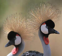 Grey Crowned Crane