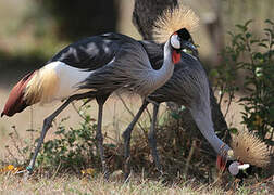 Grey Crowned Crane