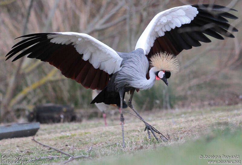 Grey Crowned Crane