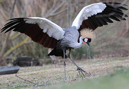 Grey Crowned Crane