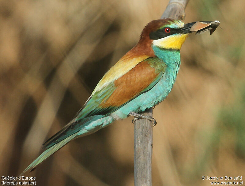 European Bee-eater