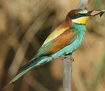 European Bee-eater