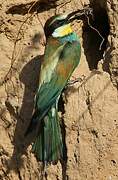 European Bee-eater