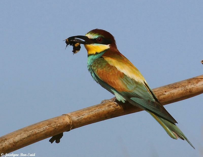 European Bee-eateradult