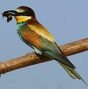 European Bee-eater