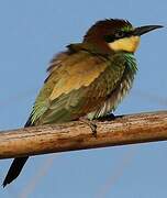 European Bee-eater