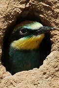 European Bee-eater